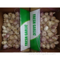 High Quality New Crop 2019 Normal White Garlic